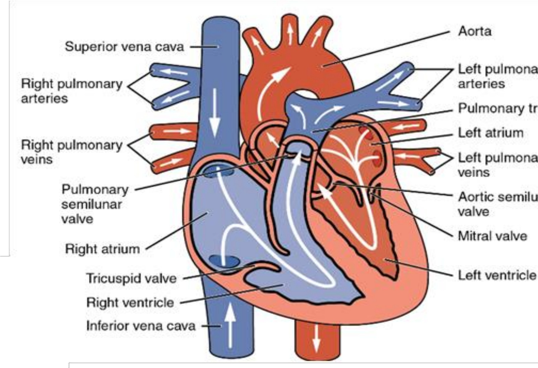 Figure 2-1: Human blood circulation