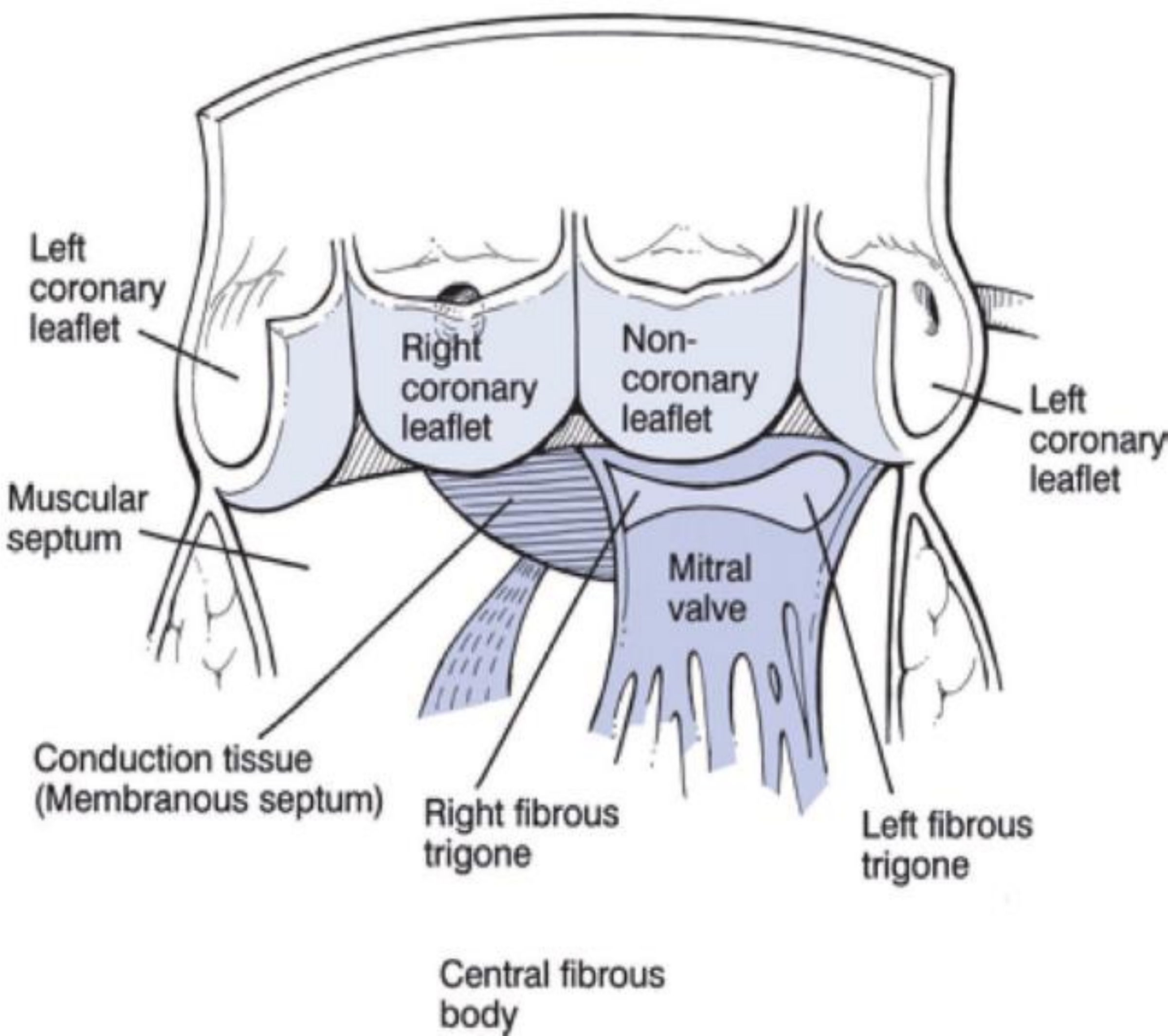 Figure 2-2: Aortic valve anatomy