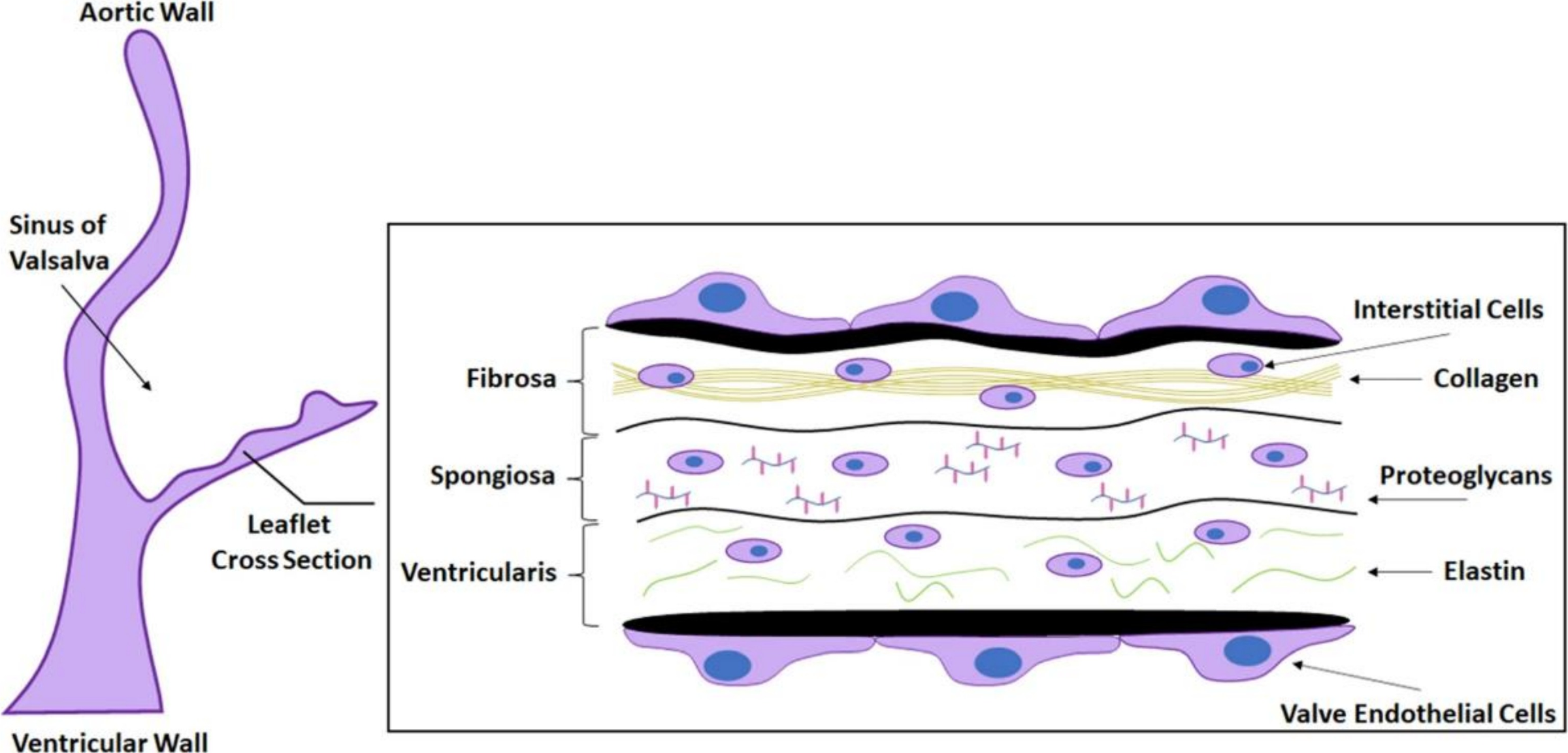 Figure 2-3: Aortic valve leaflet tri-layer ECM